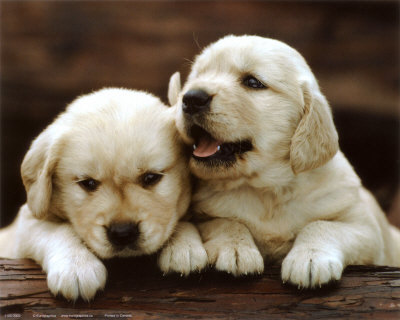 golden retriever puppies for sale in michigan. golden retriever puppies