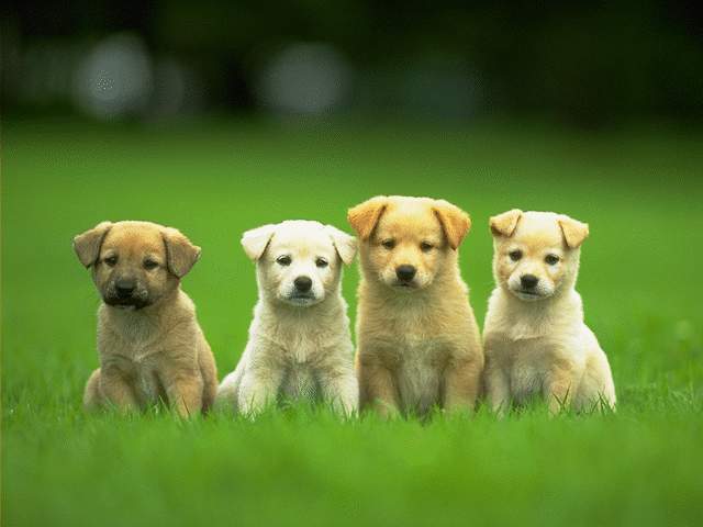 I previously placed a picture of golden retriever puppies 